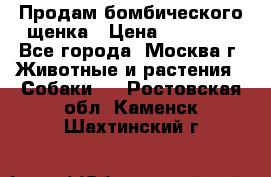 Продам бомбического щенка › Цена ­ 30 000 - Все города, Москва г. Животные и растения » Собаки   . Ростовская обл.,Каменск-Шахтинский г.